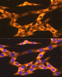 Anti-Hsp90 beta antibody [GT1164] used in Immunocytochemistry/ Immunofluorescence (ICC/IF). GTX09012