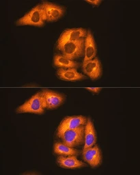 Anti-Hsp90 beta antibody [GT1164] used in Immunocytochemistry/ Immunofluorescence (ICC/IF). GTX09012