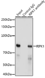 Anti-RIP antibody [GT1168] used in Immunoprecipitation (IP). GTX09128
