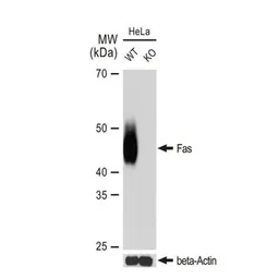 Anti-Fas antibody [GT1169] used in Western Blot (WB). GTX09129