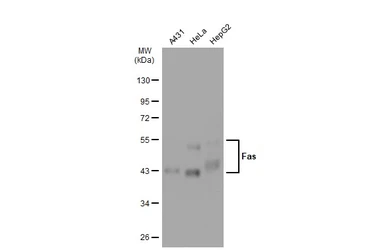 Anti-Fas antibody [GT1169] used in Western Blot (WB). GTX09129