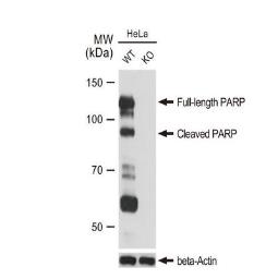 Anti-PARP antibody [GT1176] used in Western Blot (WB). GTX09509