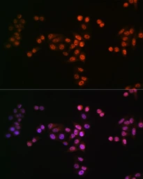 Anti-Drosha antibody [GT1178] used in Immunocytochemistry/ Immunofluorescence (ICC/IF). GTX09511