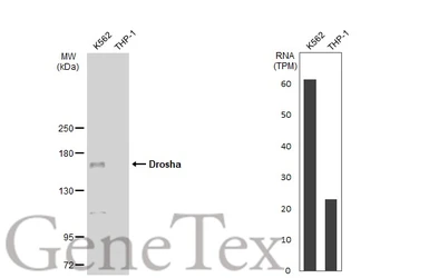 Anti-Drosha antibody [GT1178] used in Western Blot (WB). GTX09511