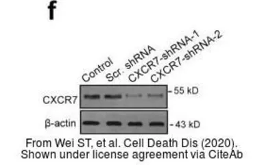 Anti-CXCR7 antibody [C1C2], Internal used in Western Blot (WB). GTX100027