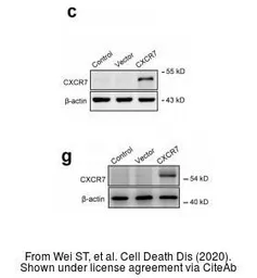 Anti-CXCR7 antibody [C1C2], Internal used in Western Blot (WB). GTX100027