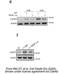 Anti-CXCR7 antibody [C1C2], Internal used in Western Blot (WB). GTX100027