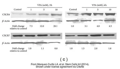 Anti-CXCR7 antibody [C1C2], Internal used in Western Blot (WB). GTX100027