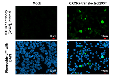 Anti-CXCR7 antibody [C1C2], Internal used in Immunocytochemistry/ Immunofluorescence (ICC/IF). GTX100027