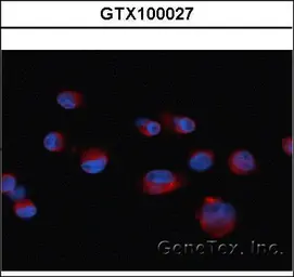 Anti-CXCR7 antibody [C1C2], Internal used in Immunocytochemistry/ Immunofluorescence (ICC/IF). GTX100027