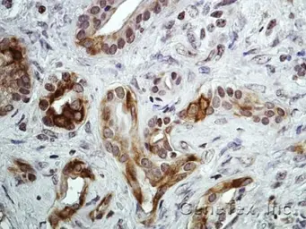 Anti-CXCR7 antibody [C1C2], Internal used in IHC (Paraffin sections) (IHC-P). GTX100027