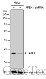Anti-APE1 antibody [N1], N-term used in Western Blot (WB). GTX100050