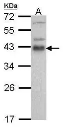 Anti-ATF1 antibody used in Western Blot (WB). GTX100062