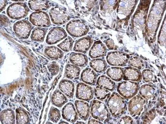Anti-Chk1 (phospho Ser345) antibody [C1C2], Internal used in IHC (Paraffin sections) (IHC-P). GTX100065