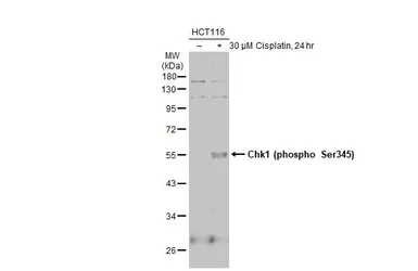 Anti-Chk1 (phospho Ser345) antibody [C1C2], Internal used in Western Blot (WB). GTX100065