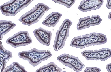 Anti-Chk1 (phospho Ser345) antibody [C1C2], Internal used in IHC (Paraffin sections) (IHC-P). GTX100065