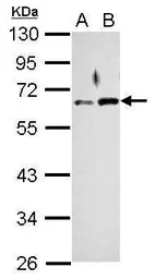 Anti-Rad9 antibody used in Western Blot (WB). GTX100077