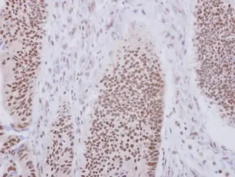Anti-XAB2 antibody [N1N2], N-term used in IHC (Paraffin sections) (IHC-P). GTX100090