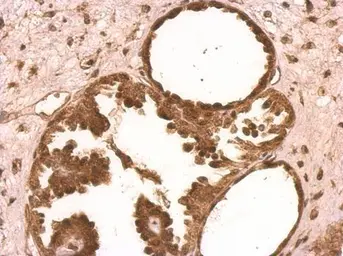 Anti-XLF antibody [N3C3] used in IHC (Paraffin sections) (IHC-P). GTX100092