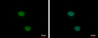 Anti-XLF antibody [N3C3] used in Immunocytochemistry/ Immunofluorescence (ICC/IF). GTX100092