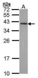 Anti-XLF antibody [N3C3] used in Western Blot (WB). GTX100092