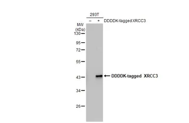 Anti-XRCC3 antibody [C1C3] used in Western Blot (WB). GTX100115