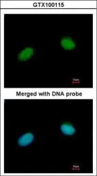 Anti-XRCC3 antibody [C1C3] used in Immunocytochemistry/ Immunofluorescence (ICC/IF). GTX100115