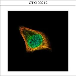 Anti-CENPF antibody [C3], C-term used in Immunocytochemistry/ Immunofluorescence (ICC/IF). GTX100212