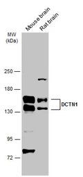 Anti-DCTN1 antibody [C3], C-term used in Western Blot (WB). GTX100231