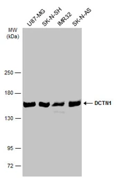 Anti-DCTN1 antibody [C3], C-term used in Western Blot (WB). GTX100231