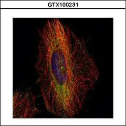 Anti-DCTN1 antibody [C3], C-term used in Immunocytochemistry/ Immunofluorescence (ICC/IF). GTX100231