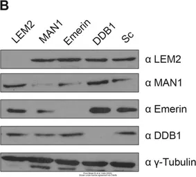 Anti-DDB1 antibody [C3], C-term used in Western Blot (WB). GTX100232
