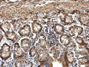 Anti-DDB1 antibody [C3], C-term used in IHC (Paraffin sections) (IHC-P). GTX100232