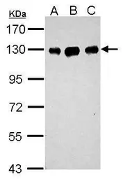Anti-DDB1 antibody [C3], C-term used in Western Blot (WB). GTX100232