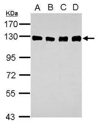Anti-DDB1 antibody [C3], C-term used in Western Blot (WB). GTX100232