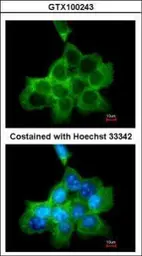 Anti-DOCK1 antibody used in Immunocytochemistry/ Immunofluorescence (ICC/IF). GTX100243