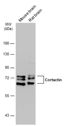 Anti-Cortactin antibody [N1], N-term used in Western Blot (WB). GTX100253