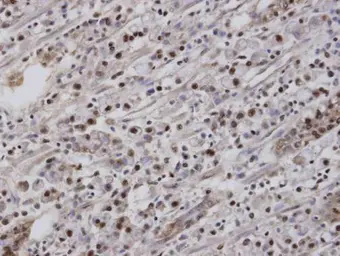 Anti-NR2F6 antibody used in IHC (Paraffin sections) (IHC-P). GTX100255