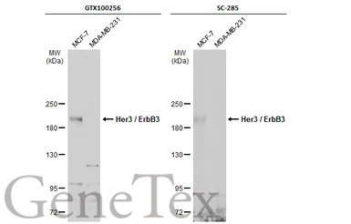 Anti-Her3 / ErbB3 antibody used in Western Blot (WB). GTX100256
