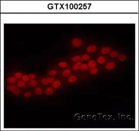 Anti-ERG antibody [C3], C-term used in Immunocytochemistry/ Immunofluorescence (ICC/IF). GTX100257