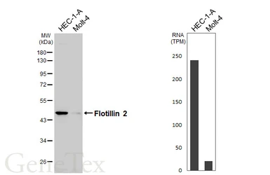 Anti-Flotillin 2 antibody [C3], C-term used in Western Blot (WB). GTX100279