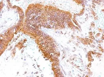 Anti-GEM antibody [N1], N-term used in IHC (Paraffin sections) (IHC-P). GTX100287