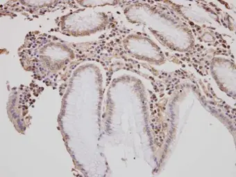 Anti-GOLGA3 antibody [C3], C-term used in IHC (Paraffin sections) (IHC-P). GTX100288