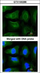 Anti-GOLGA3 antibody [C3], C-term used in Immunocytochemistry/ Immunofluorescence (ICC/IF). GTX100288