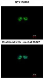 Anti-CSN1 antibody [C3], C-term used in Immunocytochemistry/ Immunofluorescence (ICC/IF). GTX100291