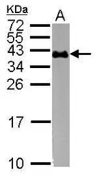 Anti-Glycophorin A antibody [C1C3] used in Western Blot (WB). GTX100300