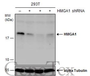 Anti-HMGA1 antibody [N1N3] used in Western Blot (WB). GTX100307