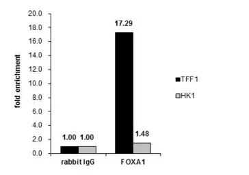 Anti-FOXA1 antibody used in ChIP assay (ChIP assay). GTX100308