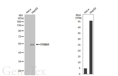 Anti-FOXA1 antibody used in Western Blot (WB). GTX100308