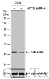 Anti-beta Actin antibody used in Western Blot (WB). GTX100313